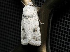 Proteuxoa amaurodes