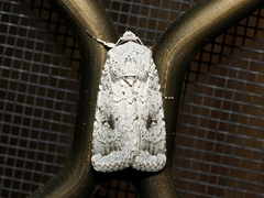 Proteuxoa amaurodes