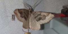 Scotopteryx coelinaria