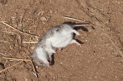 Saccostomus campestris