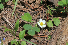 Fragaria virginiana glauca