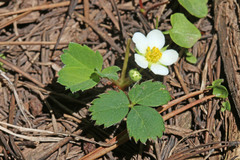 Fragaria virginiana glauca