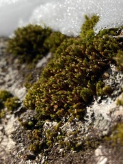 Orthotrichum ohioense