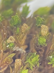 Orthotrichum ohioense