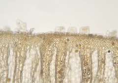 Orthotrichum ohioense