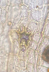 Orthotrichum ohioense