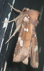 Papaipema marginidens