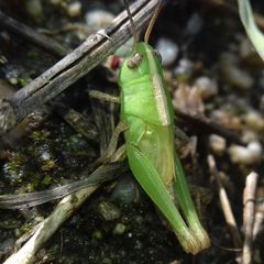 Aiolopus thalassinus