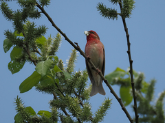 Carpodacus erythrinus