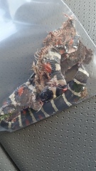 Lampropeltis annulata