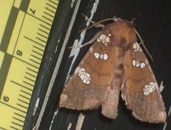 Papaipema marginidens