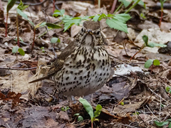 Turdus philomelos
