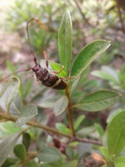 Deretrachys juvencus