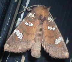 Papaipema marginidens