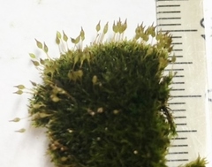 Ptychomitrium incurvum