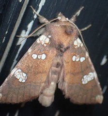 Papaipema marginidens