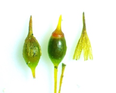 Ptychomitrium incurvum
