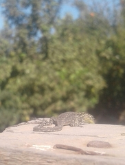 Liolaemus tenuis
