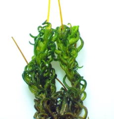 Ptychomitrium incurvum