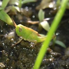 Aiolopus thalassinus