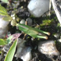 Aiolopus thalassinus