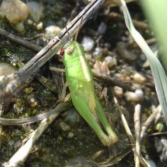 Aiolopus thalassinus
