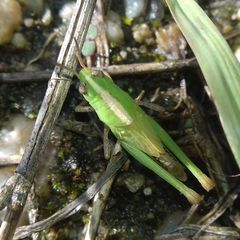 Aiolopus thalassinus