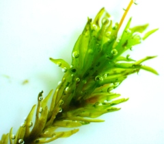 Ptychomitrium incurvum