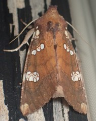 Papaipema marginidens