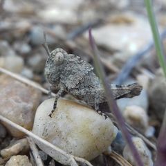 Oedipoda caerulescens