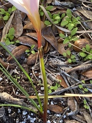 Image of Zephyranthes robusta