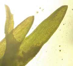 Ptychomitrium incurvum