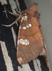 Papaipema marginidens