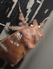 Papaipema marginidens