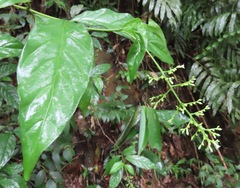 Bertiera guianensis