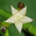 Bertiera guianensis - Photo (c) Rich Hoyer, some rights reserved (CC BY-NC-SA), uploaded by Rich Hoyer