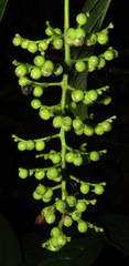 Bertiera guianensis