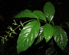 Bertiera guianensis