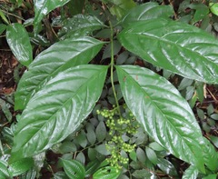 Bertiera guianensis