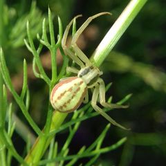 Runcinia grammica