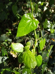 Aristolochia sempervirens