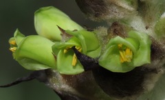 Puya weberbaueri