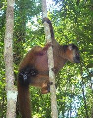 Eulemur collaris
