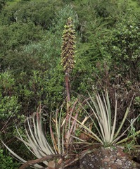 Puya weberbaueri