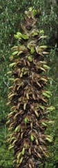 Puya weberbaueri