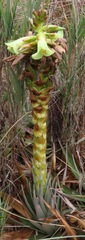 Puya laccata