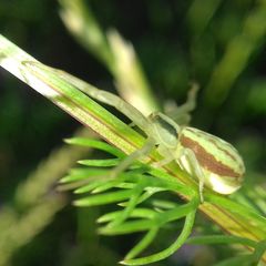 Runcinia grammica