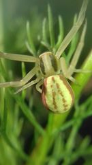 Runcinia grammica