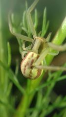 Runcinia grammica