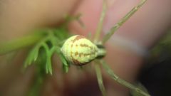 Runcinia grammica